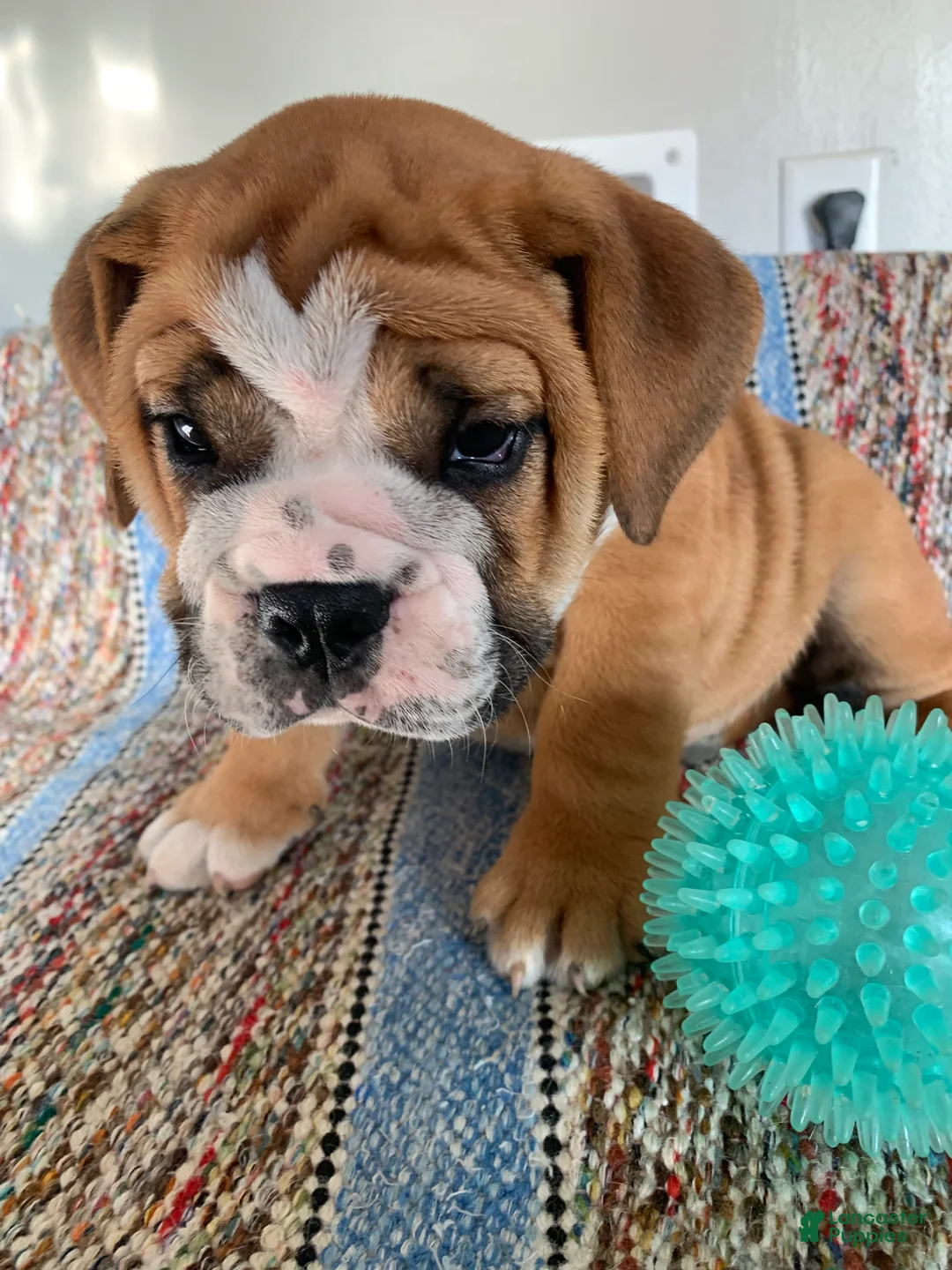 Beabull dogs for sale: Charles  - Ad 2