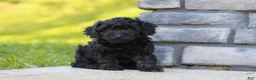 Miniature Poodle dogs for sale: Luca - Ad 4