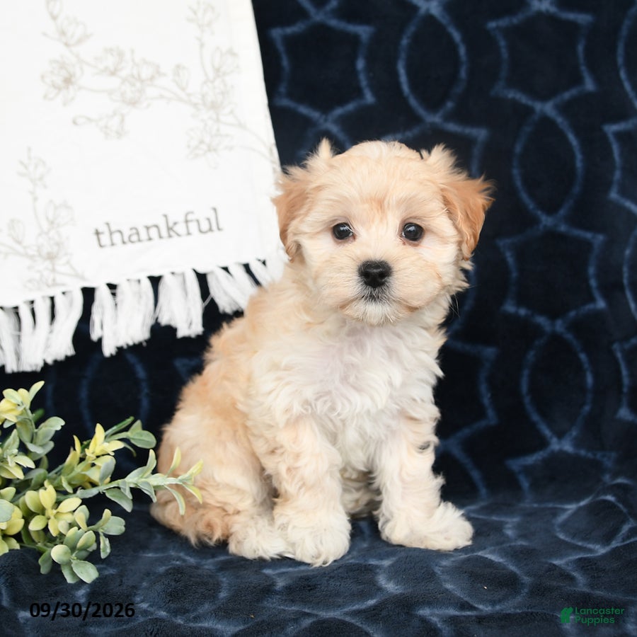 Maltipoo dogs Bethany - Ad 2