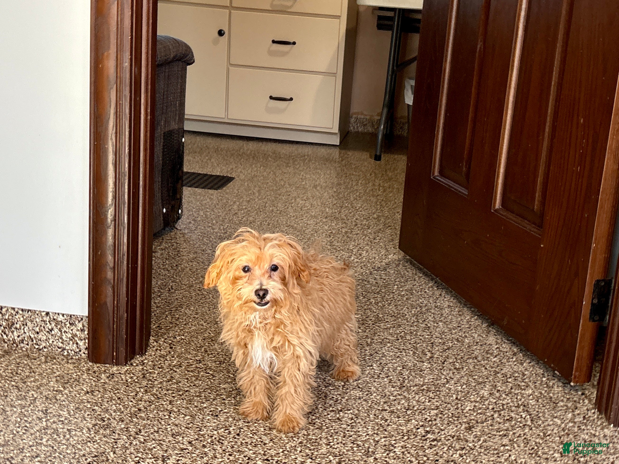 Maltipoo dogs Cutie  - Ad 1