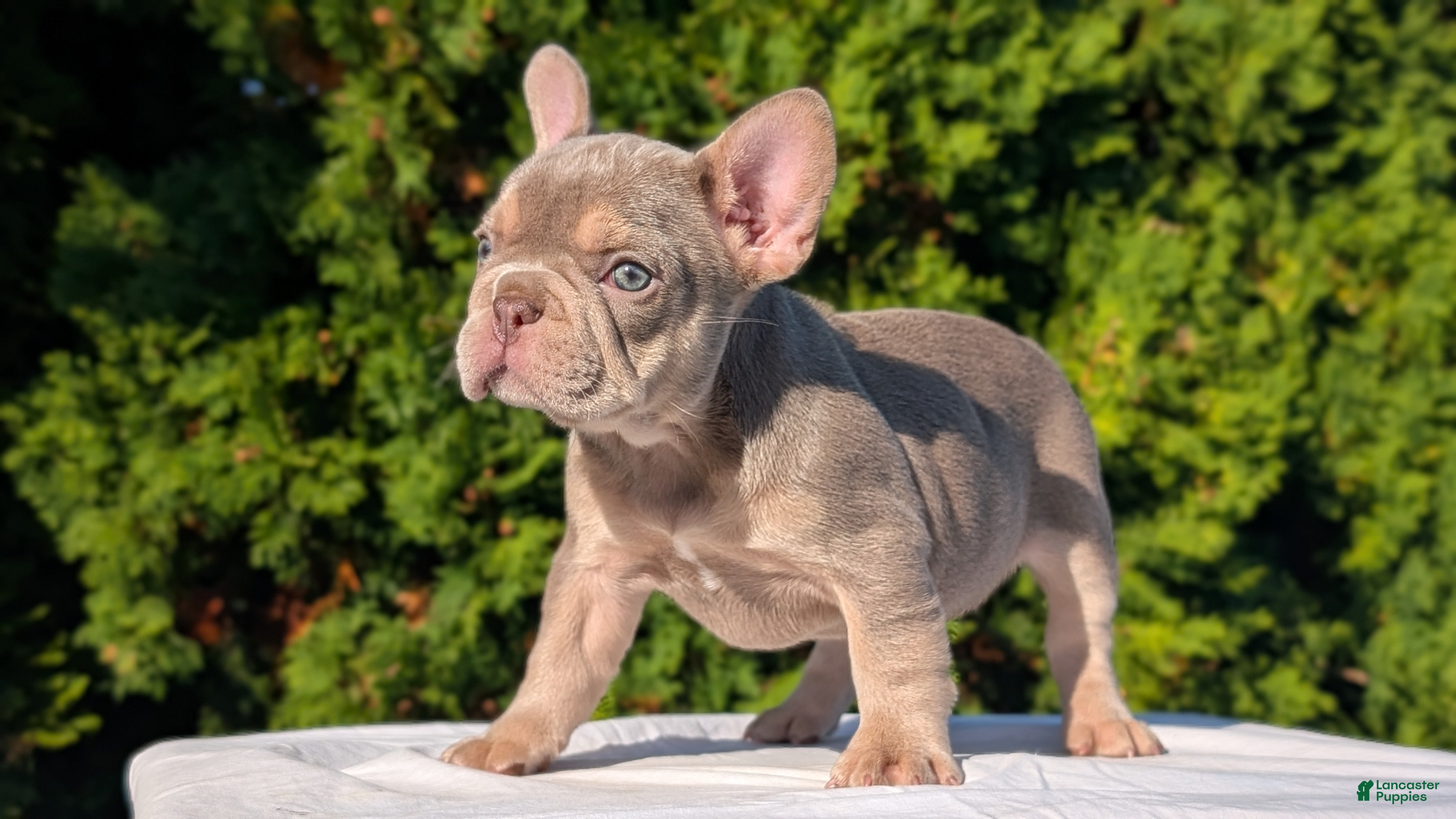 French Bulldog dogs Luna - Ad 2