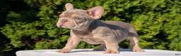 French Bulldog dogs for sale: Luna - Ad 2