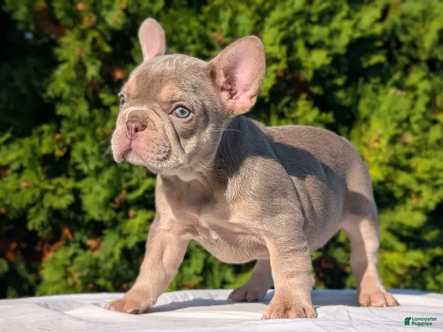 French Bulldog dogs Luna - Ad 2