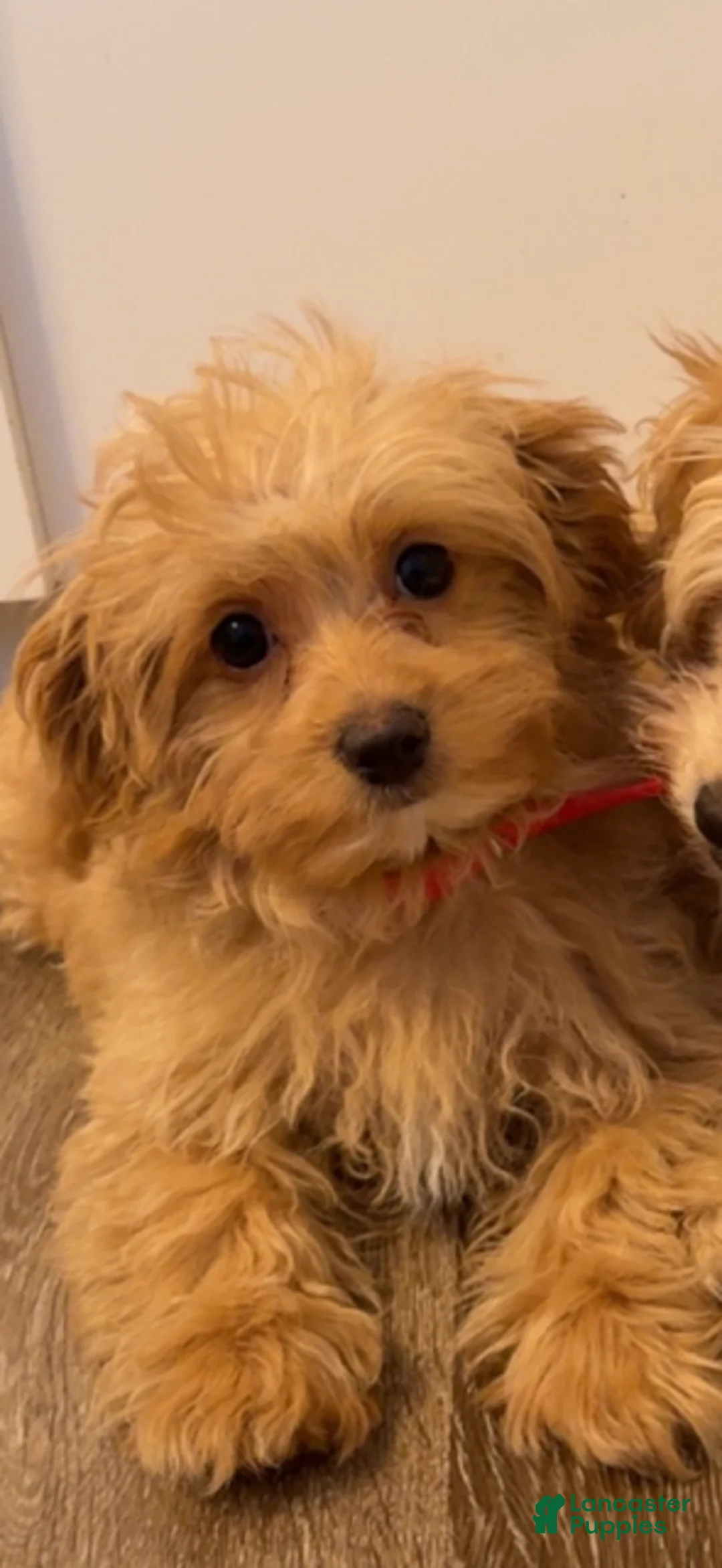 Maltipoo dogs for sale: Maltipoo Puppy 1 - Ad 1