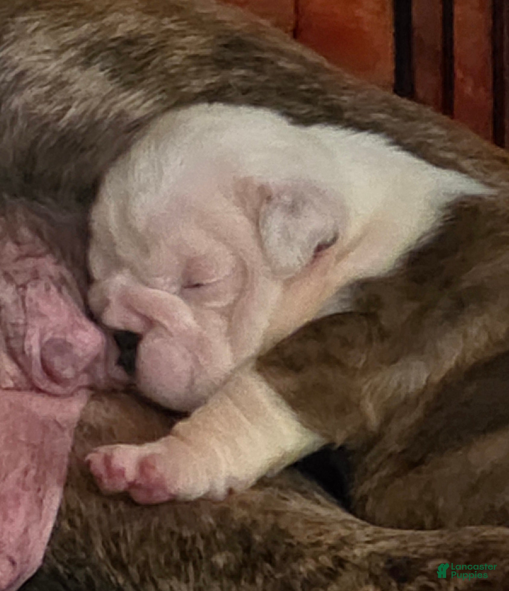 English Bulldog dogs Theona - Ad 3