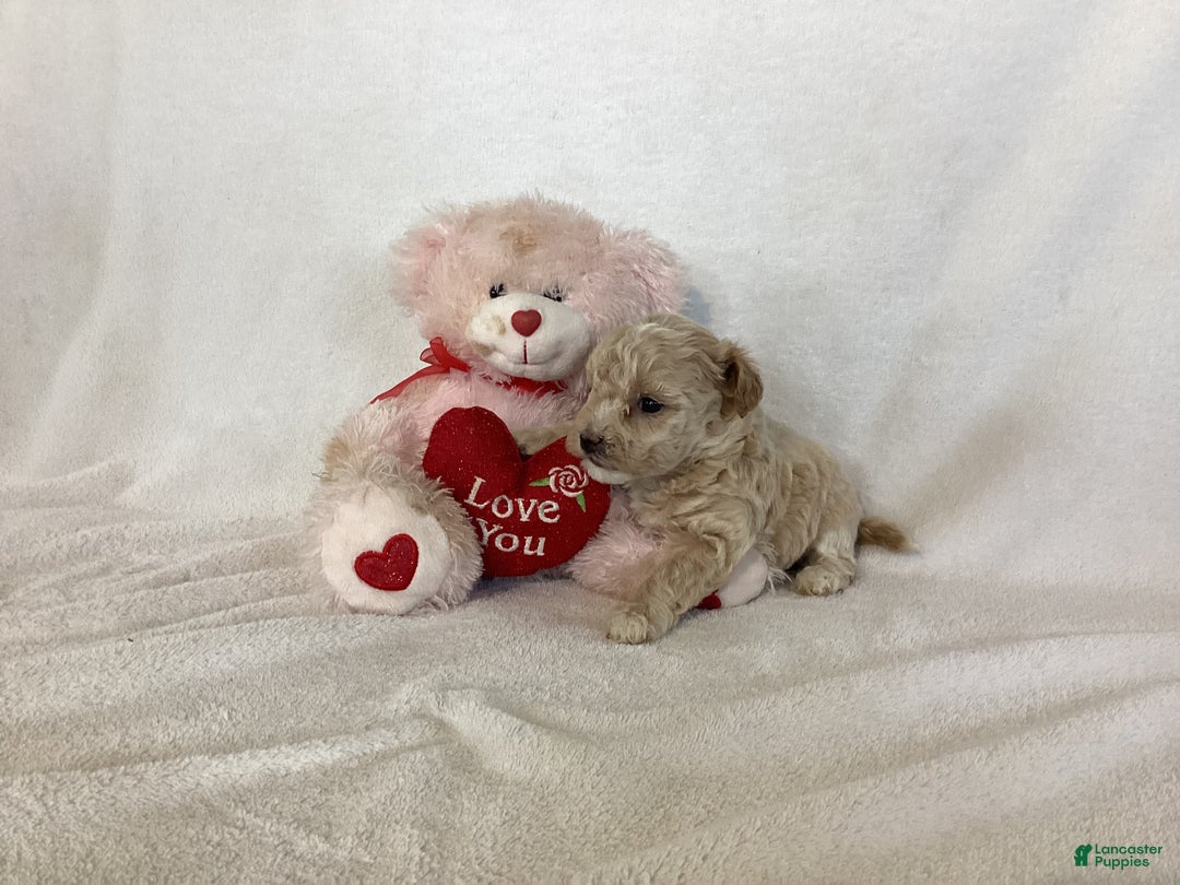 Maltipoo dogs for sale: Candy - Ad 9