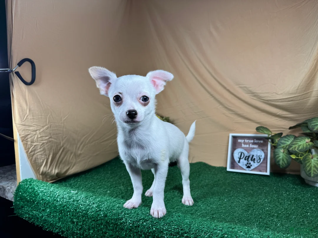 Chihuahua dogs for sale: Chihuahua 1 - Ad 2