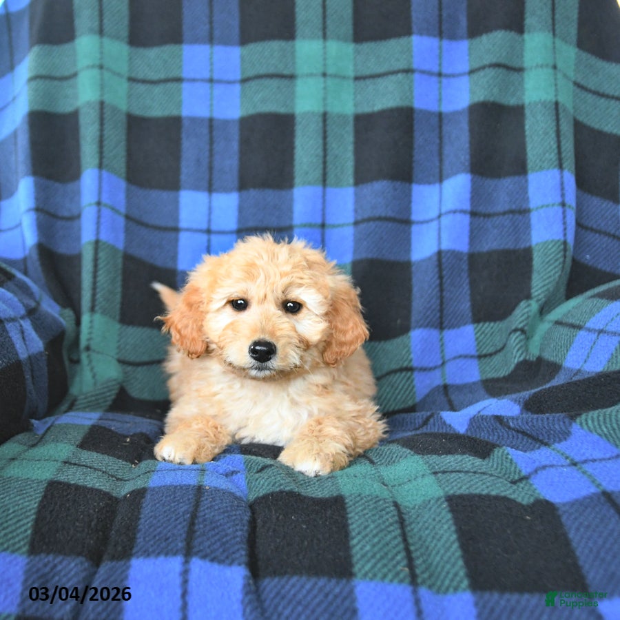 Mini Goldendoodle dogs Sophie - Ad 2