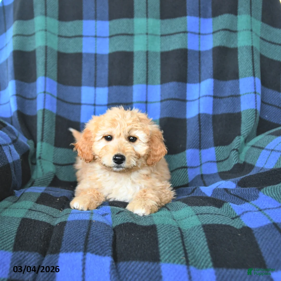 Mini Goldendoodle dogs for sale: Sophie - Ad 2