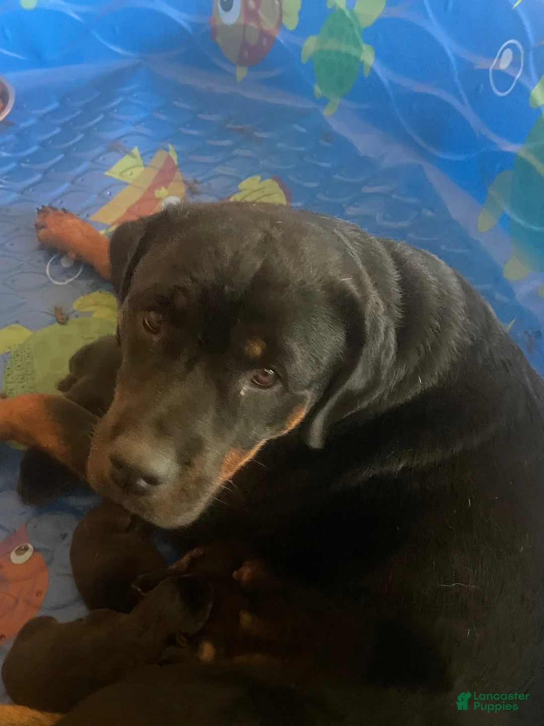 Rottweiler dogs for sale: Rottweiler 5 - Ad 2