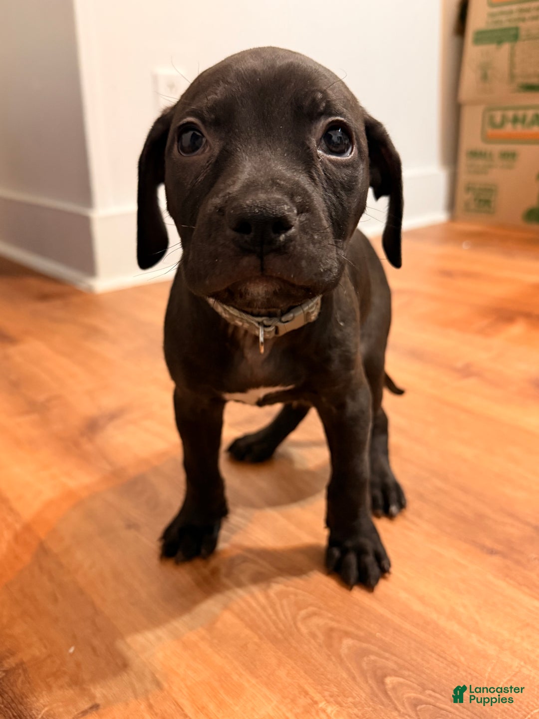 Mixed Breed dogs for sale: Pup Yellow - Ad 5