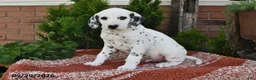 Dalmatian dogs for sale: Ike - Ad 1