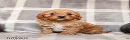 Cavapoo dogs for sale: Rusty - Ad 4