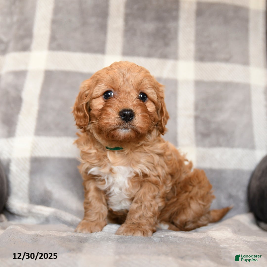 Cavapoo dogs for sale: Rusty - Ad 4
