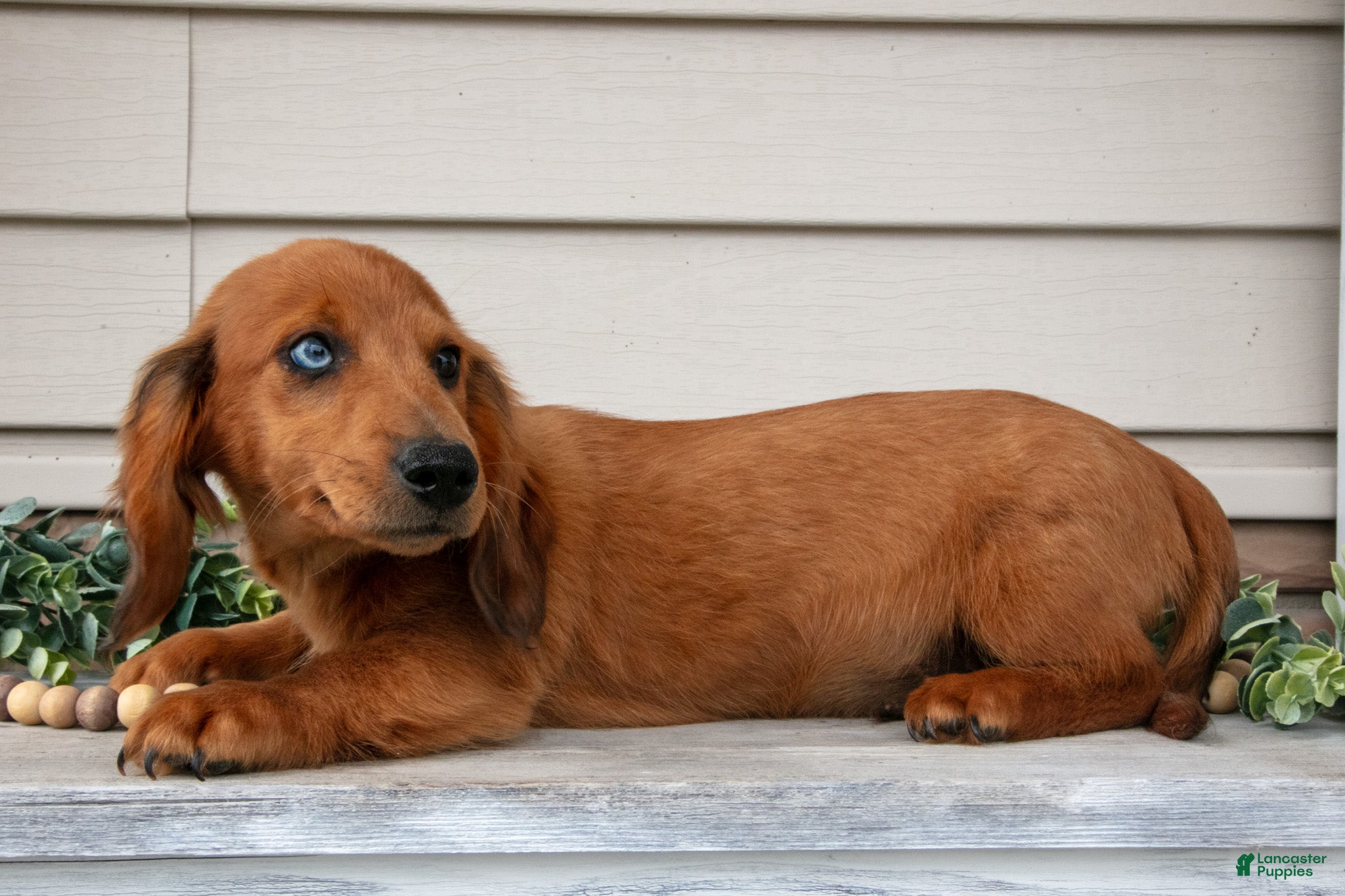 Miniature Dachshund dogs Fido - Ad 2