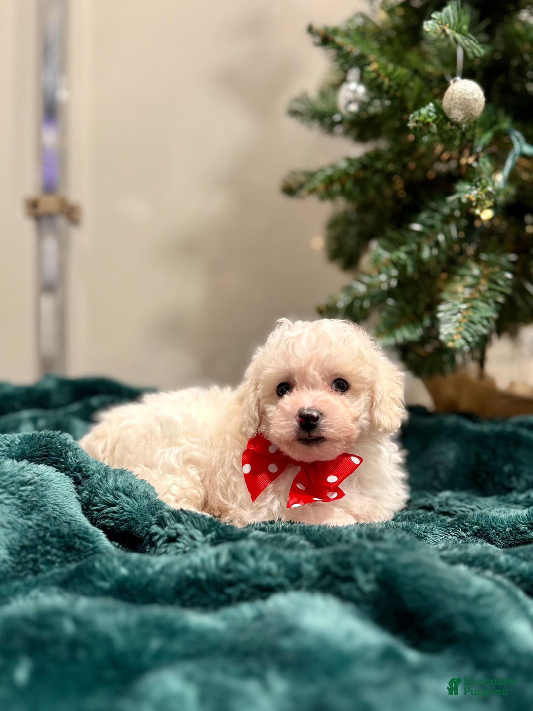 Bichon Frise dogs for sale: Cohen ACA - Ad 4