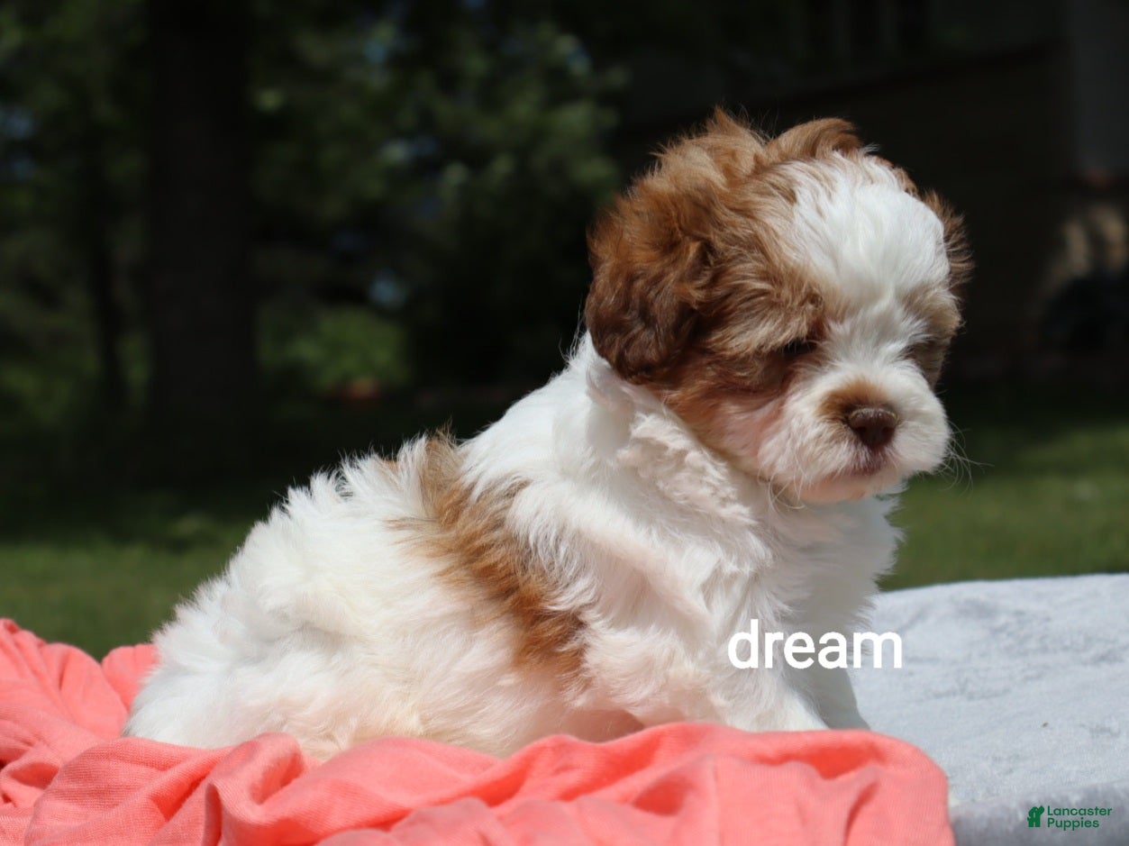 Shihpoo dogs Lark - Ad 2