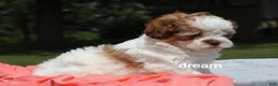 Shihpoo dogs for sale: Lark - Ad 2