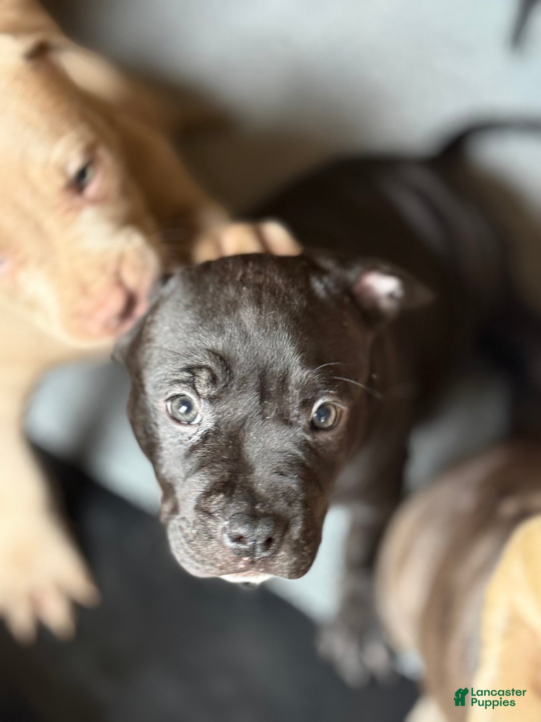 American Bully dogs for sale: Kobe - Ad 2