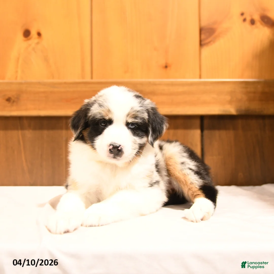 Miniature Australian Shepherd dogs for sale: Kenny - Ad 5