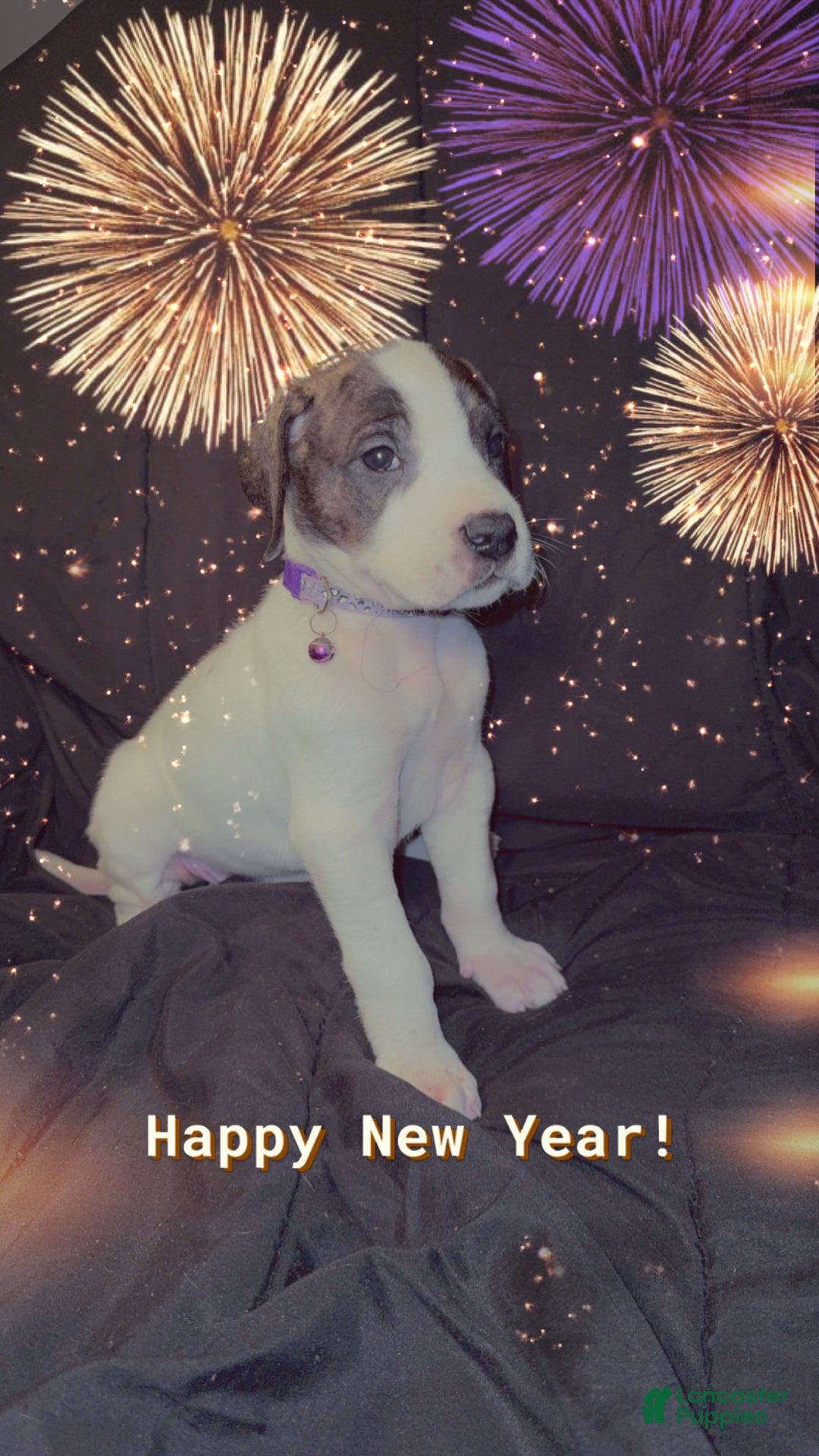 Great Dane dogs for sale: Vicky - Ad 4