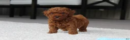 Toy Poodle dogs for sale: Anson - Ad 9