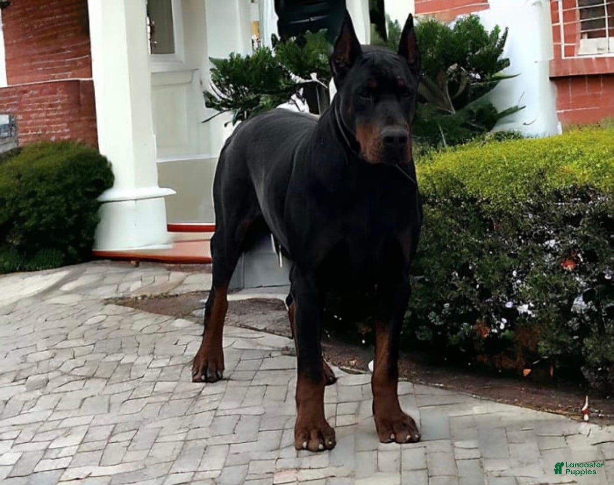 Doberman Pinscher dogs Doberman Pinscher Puppy 1 - Ad 2