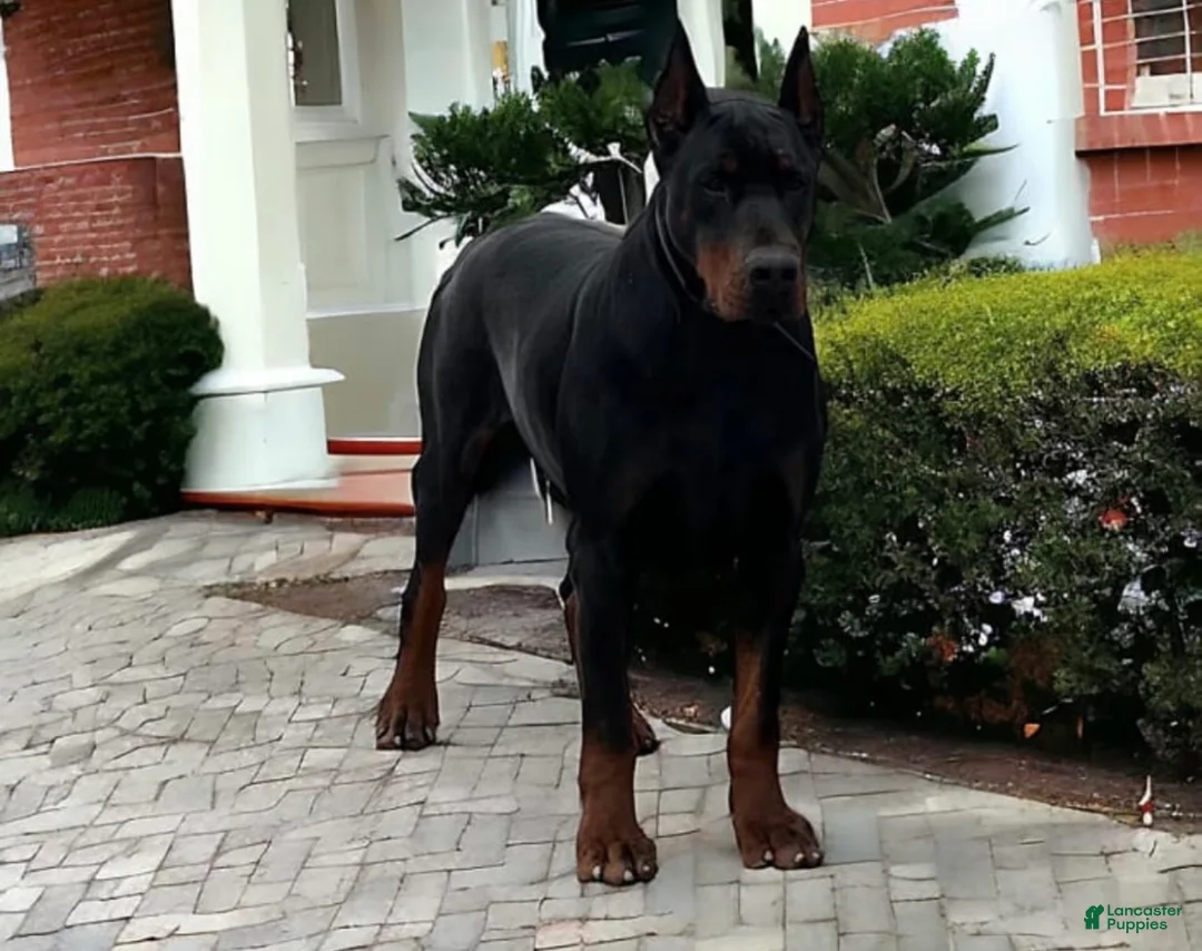 Doberman Pinscher dogs for sale: Doberman Pinscher Puppy 1 - Ad 2