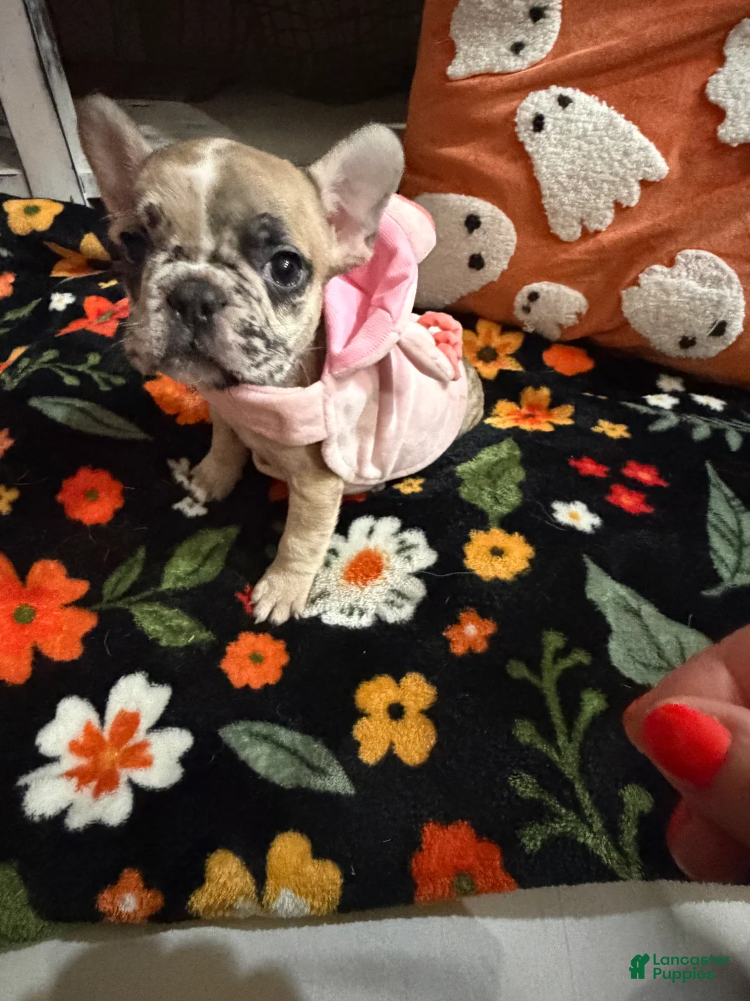 French Bulldog dogs for sale: French Bulldog 7 - Ad 2