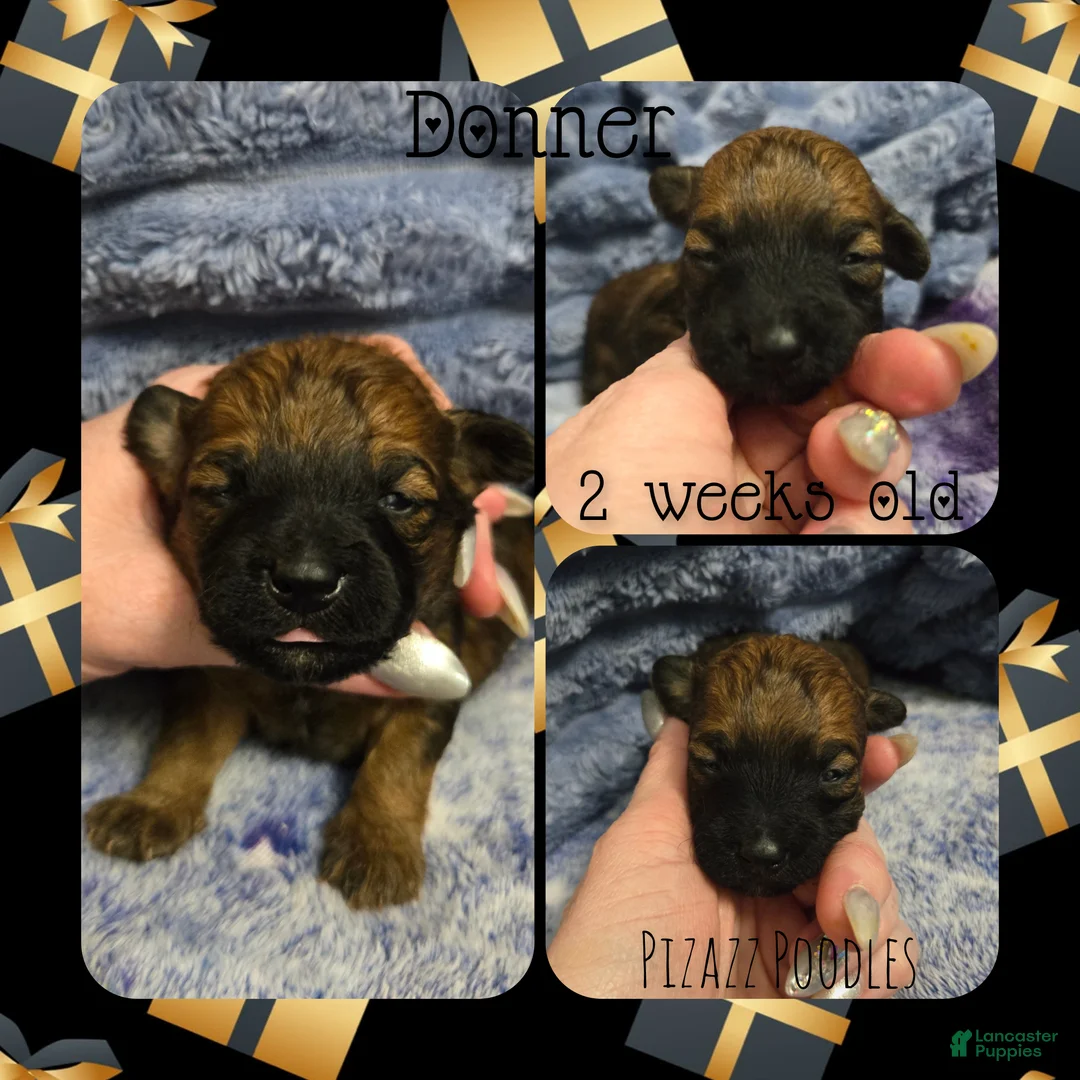 Miniature Poodle dogs for sale: Donner - Ad 6