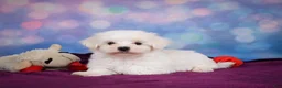 Maltese dogs for sale: Peanut - Ad 8