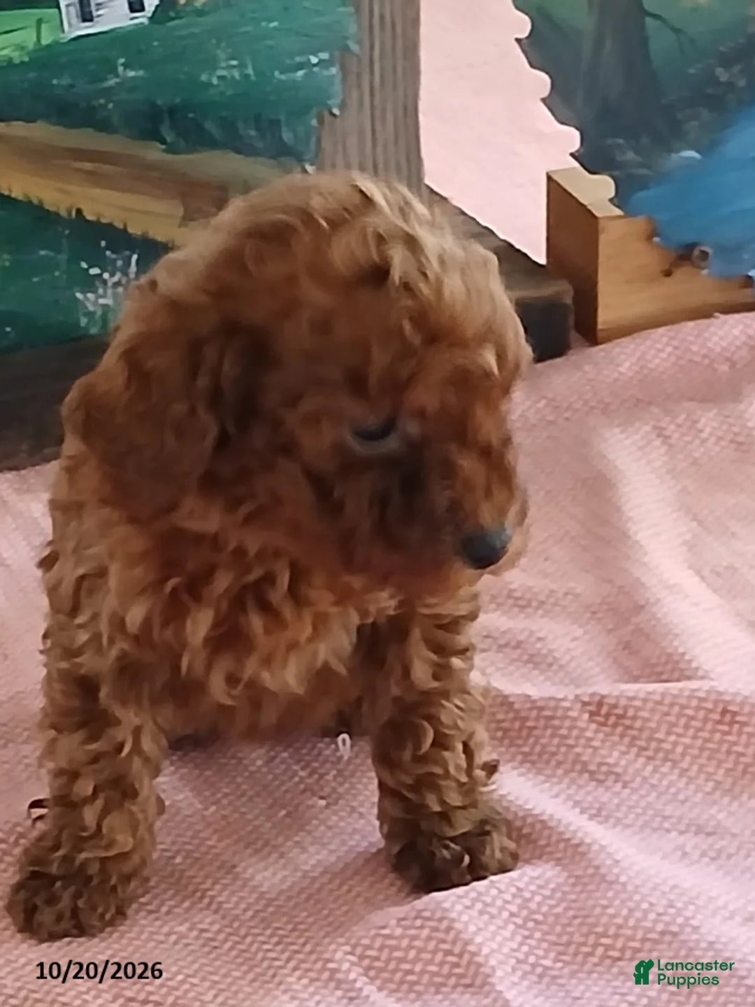 Miniature Poodle dogs for sale: Rebecca - Ad 1