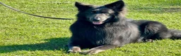 German Shepherd dogs for sale: Muffin - Ad 12