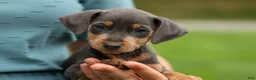 Miniature Pinscher dogs for sale: ANDREW - Ad 14