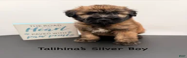 Talihina’s Silver Boy 