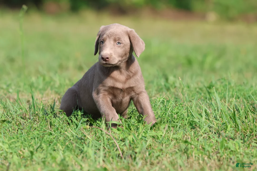 Labrador Retriever dogs for sale: Dance  - Ad 1
