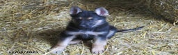German Shepherd dogs for sale: Malcolm - Ad 1