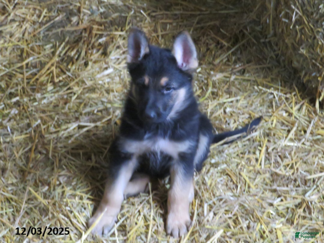 German Shepherd dogs for sale: Malcolm - Ad 1