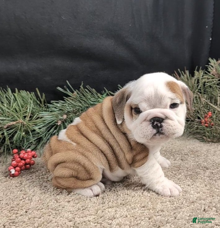 English Bulldog dogs Rudy - Ad 25