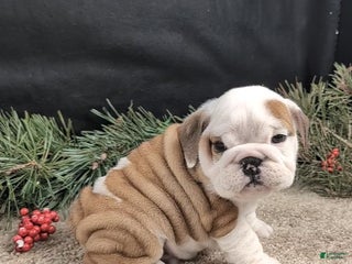 English Bulldog dogs English Bulldog Puppy 2 - Ad 12