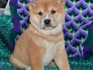 Shiba Inu dogs Rusty - Ad 35