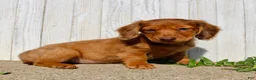 Miniature Dachshund dogs for sale: Avery - Ad 3