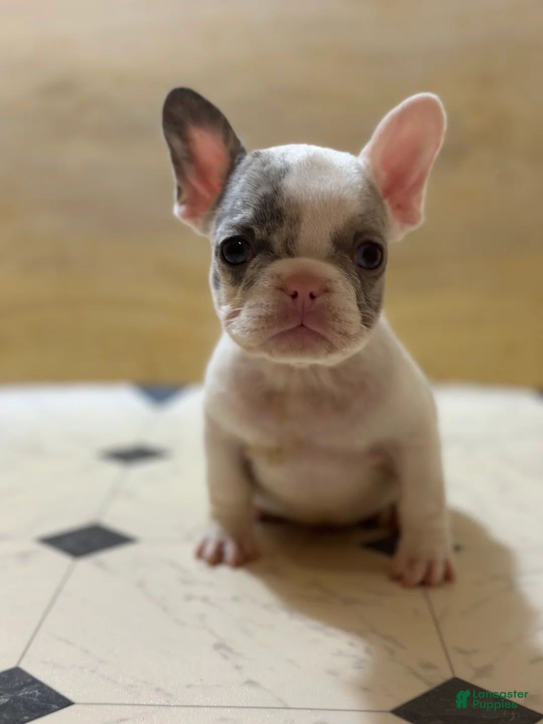 French Bulldog dogs for sale: Teddy Swims - Ad 1
