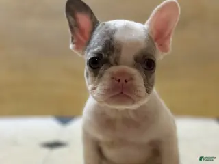 French Bulldog dogs Teddy Swims - Ad 40