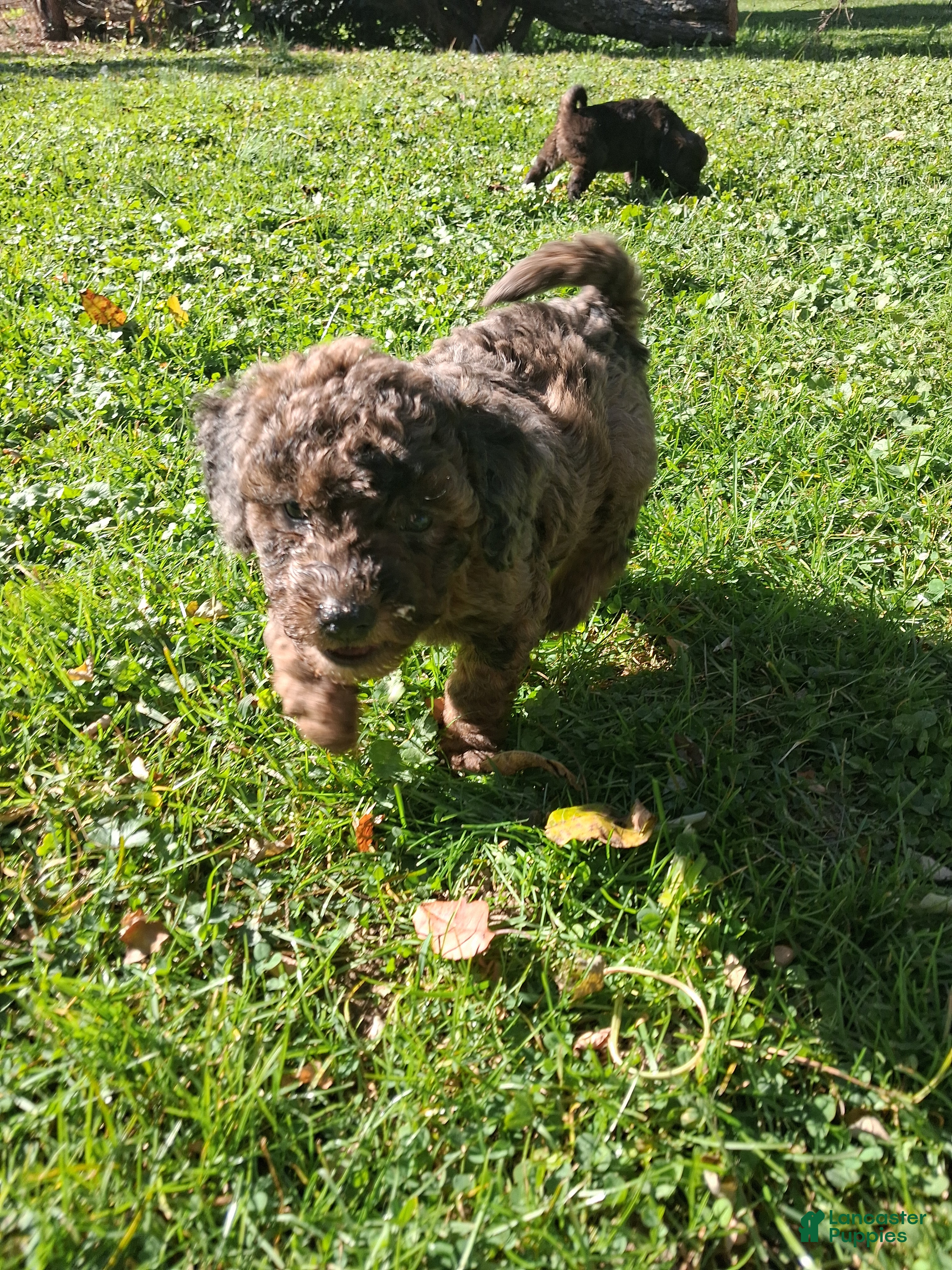 Mixed Breed dogs for sale: Jackson  - Ad 1