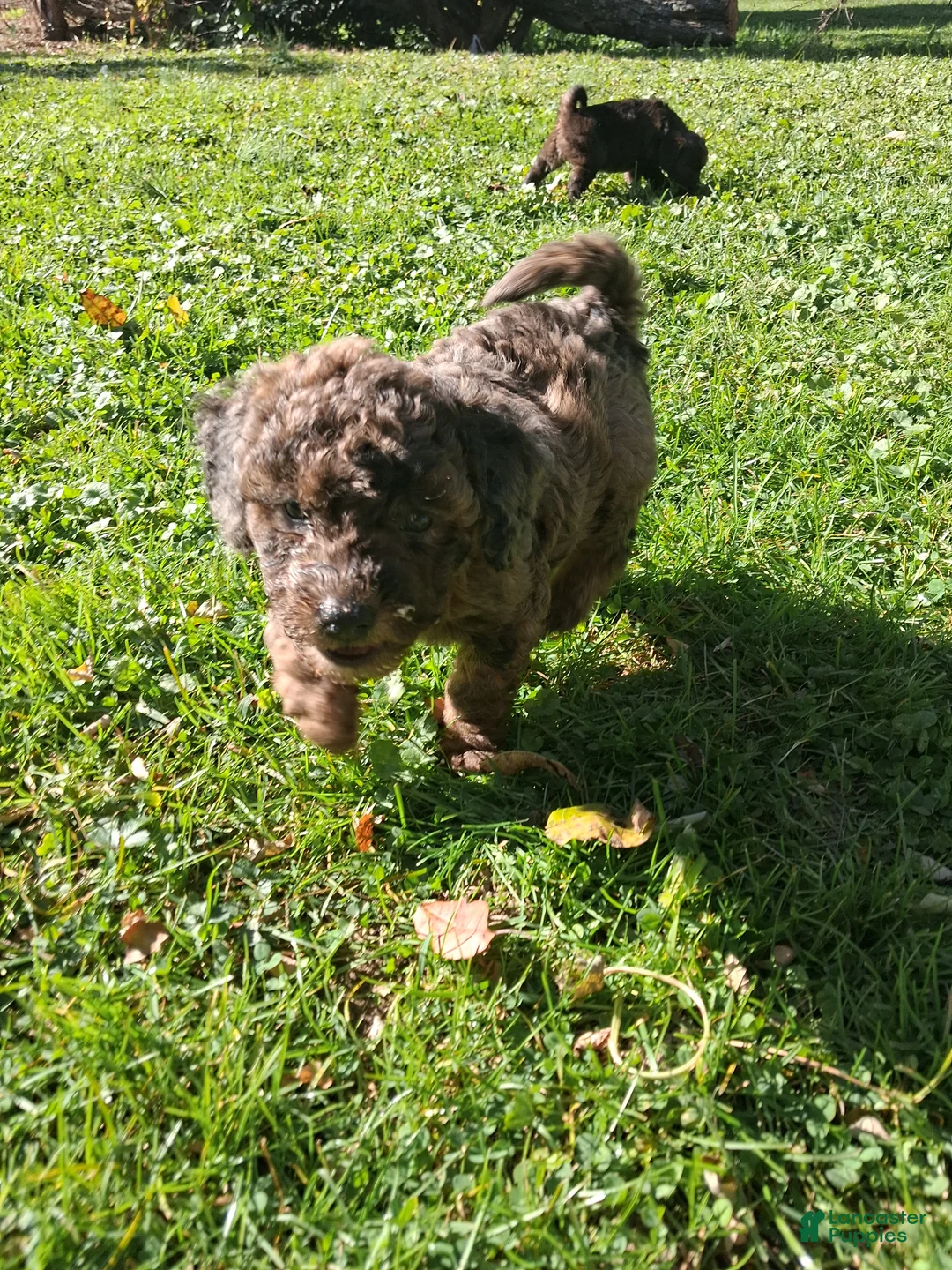 Mixed Breed dogs for sale: Jackson  - Ad 1
