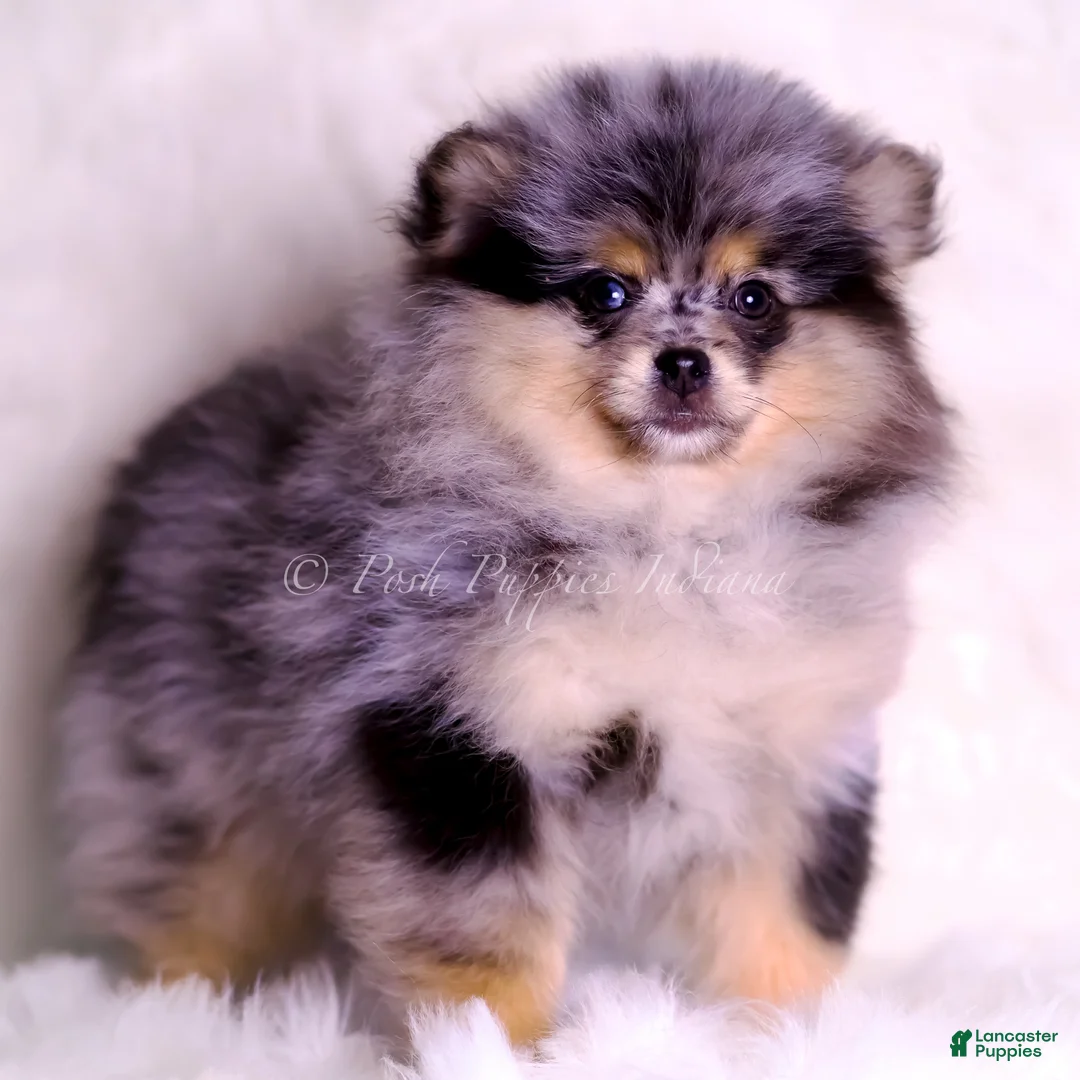 Pomeranian dogs for sale: Keeko - Ad 4