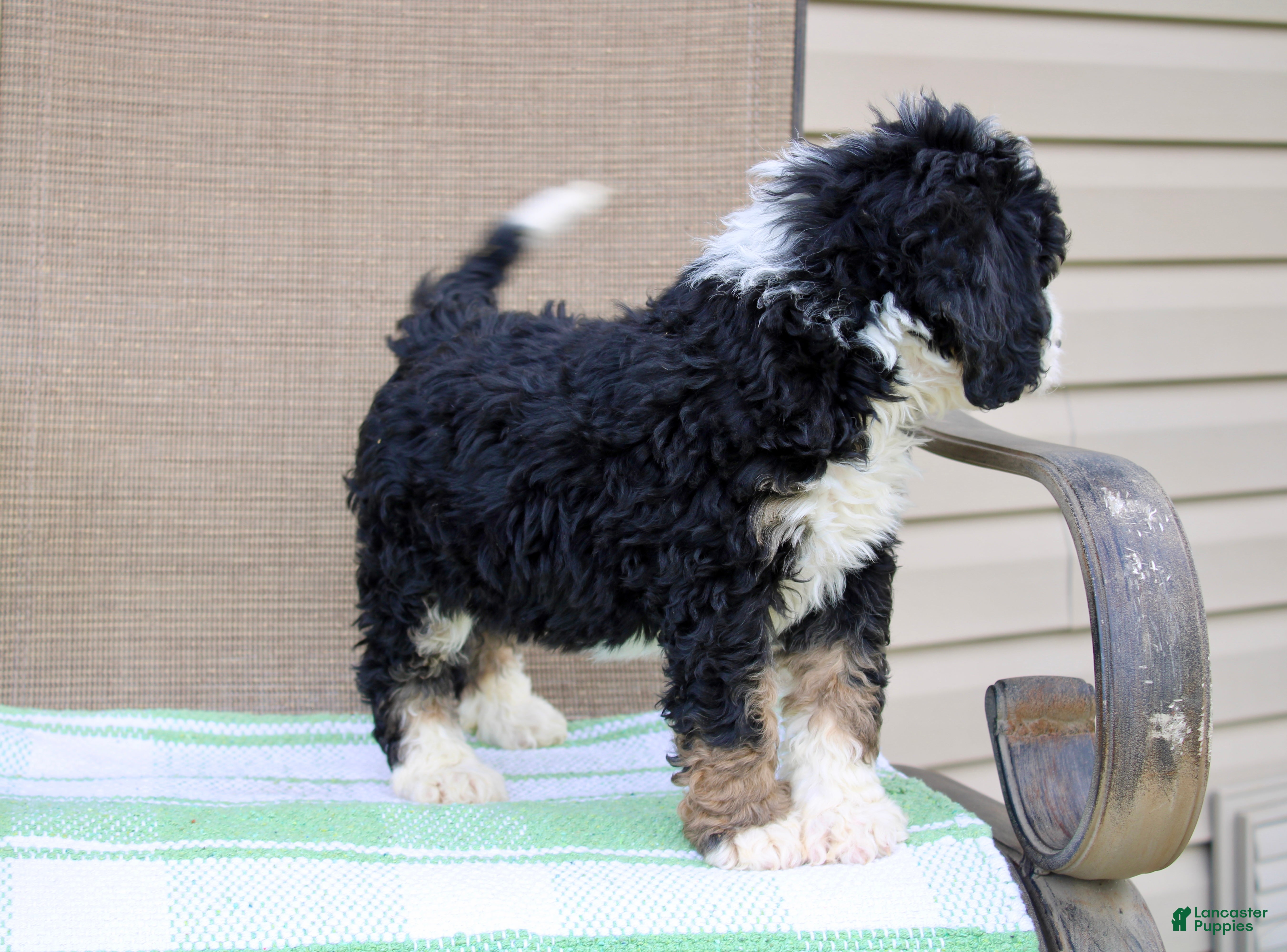 Mini Bernedoodle dogs Parker - Ad 2