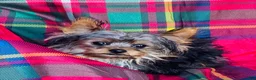 Yorkshire Terrier dogs for sale: GiGi - Ad 11