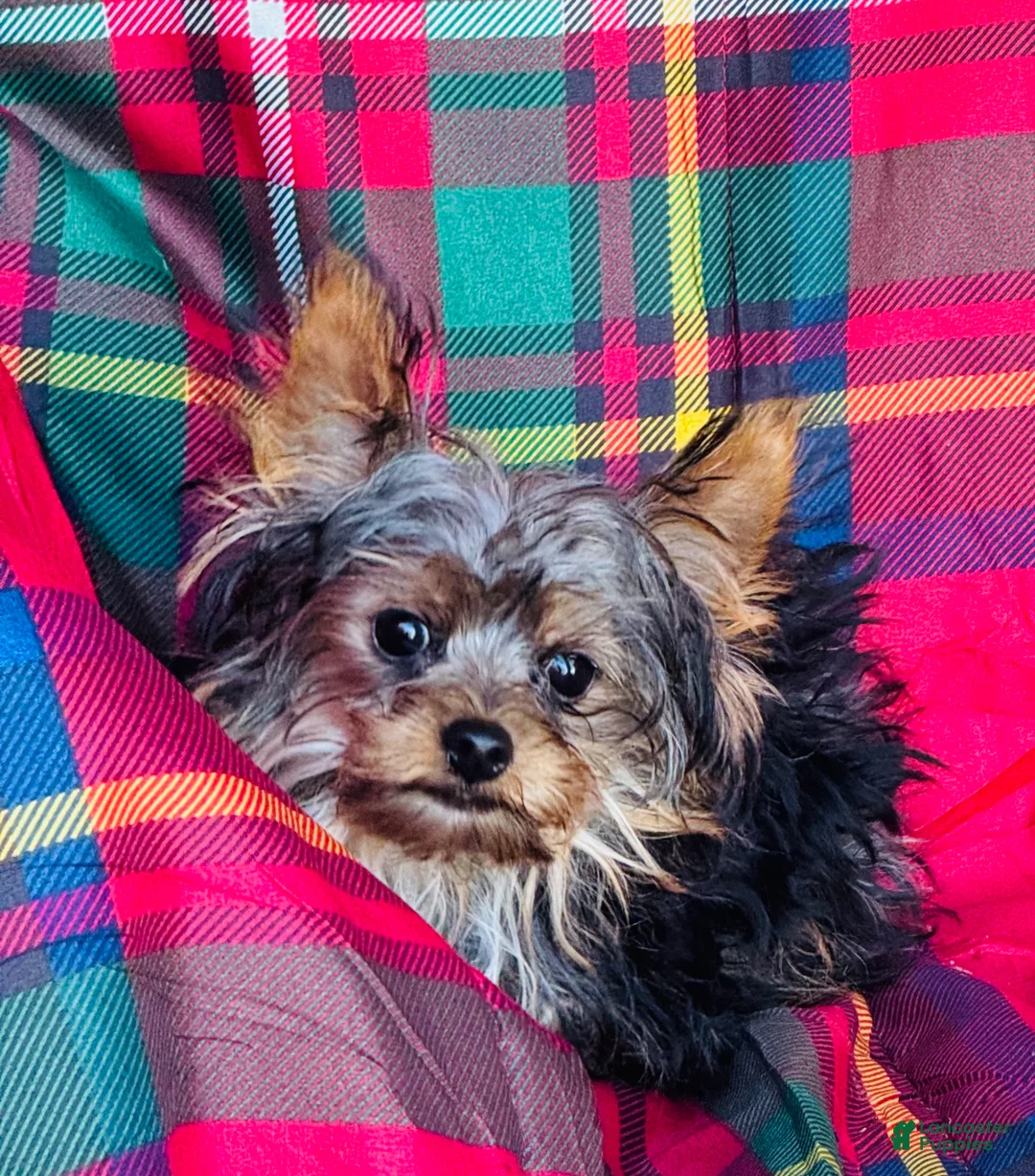 Yorkshire Terrier dogs for sale: GiGi - Ad 11